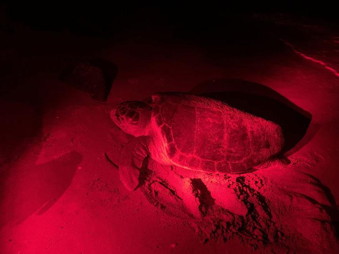 A female loggerhead approaching the beach to nest. All activities in these photos were performed under permission from FWC MTPs 216 and 226.